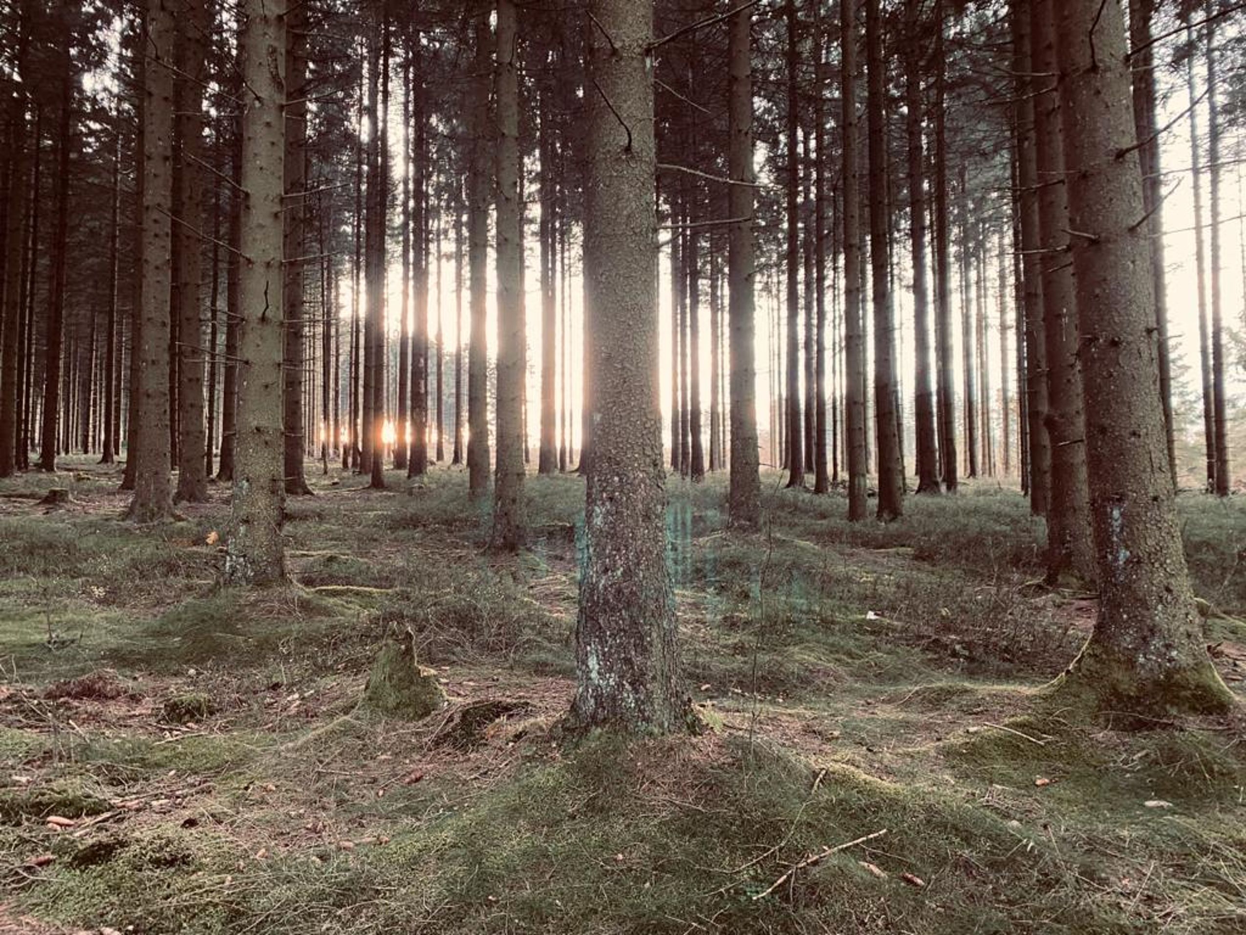 Die Sonnenstahlen stehlen sich durch einen düsteren Wald im Harz
