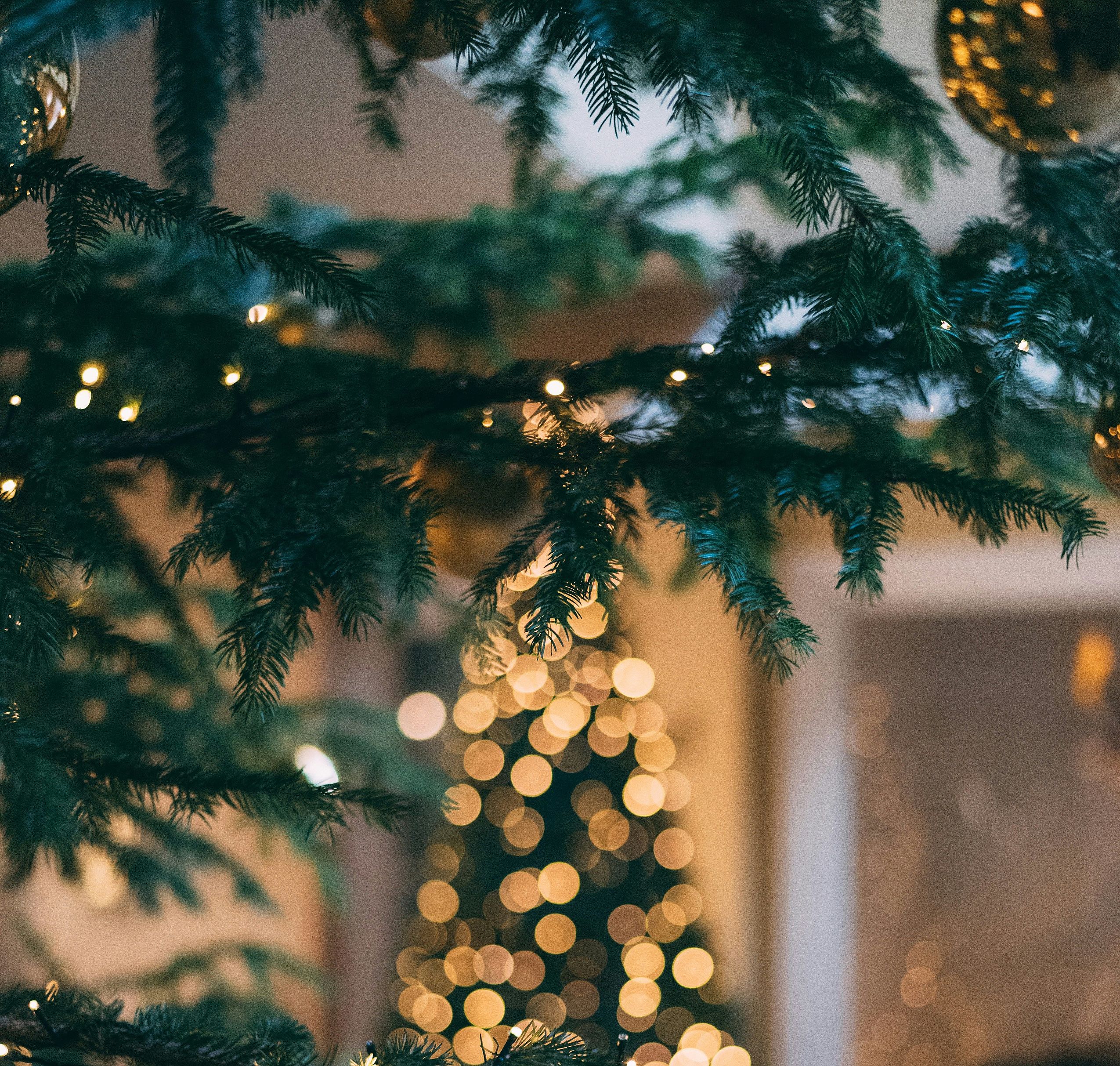 Nahaufnahme eines Weihnachtsbaumzweigs im Hintergrund beleuchteter Weihnachtsbaum