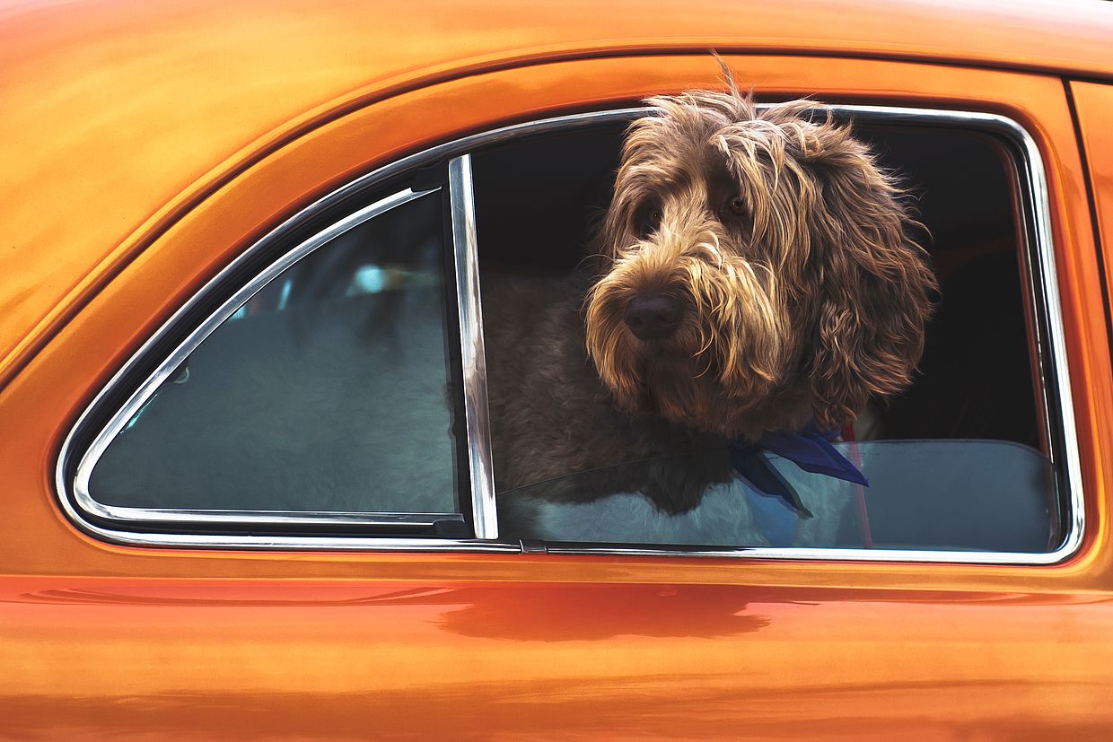 Ein wuscheliger Hund schaut aus dem Fenster eines orangenen Autos