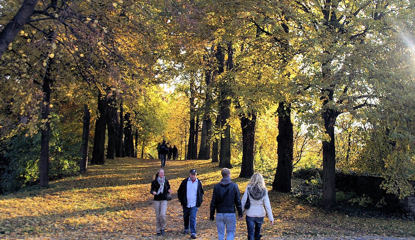 Mehrere Leute gehen bei Sonnenschein im Wald spazieren