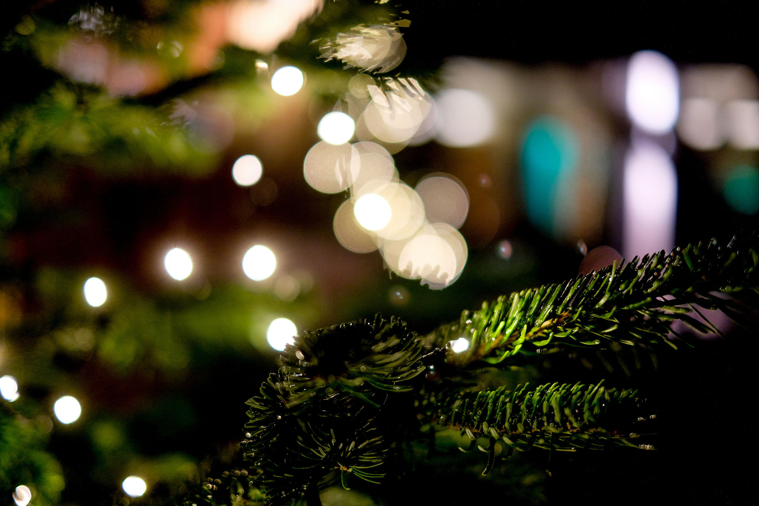 Nahaufnahme eines Asts von einem Weihnachtsbaum mit verschwommenen Lichtern im Hintergrund