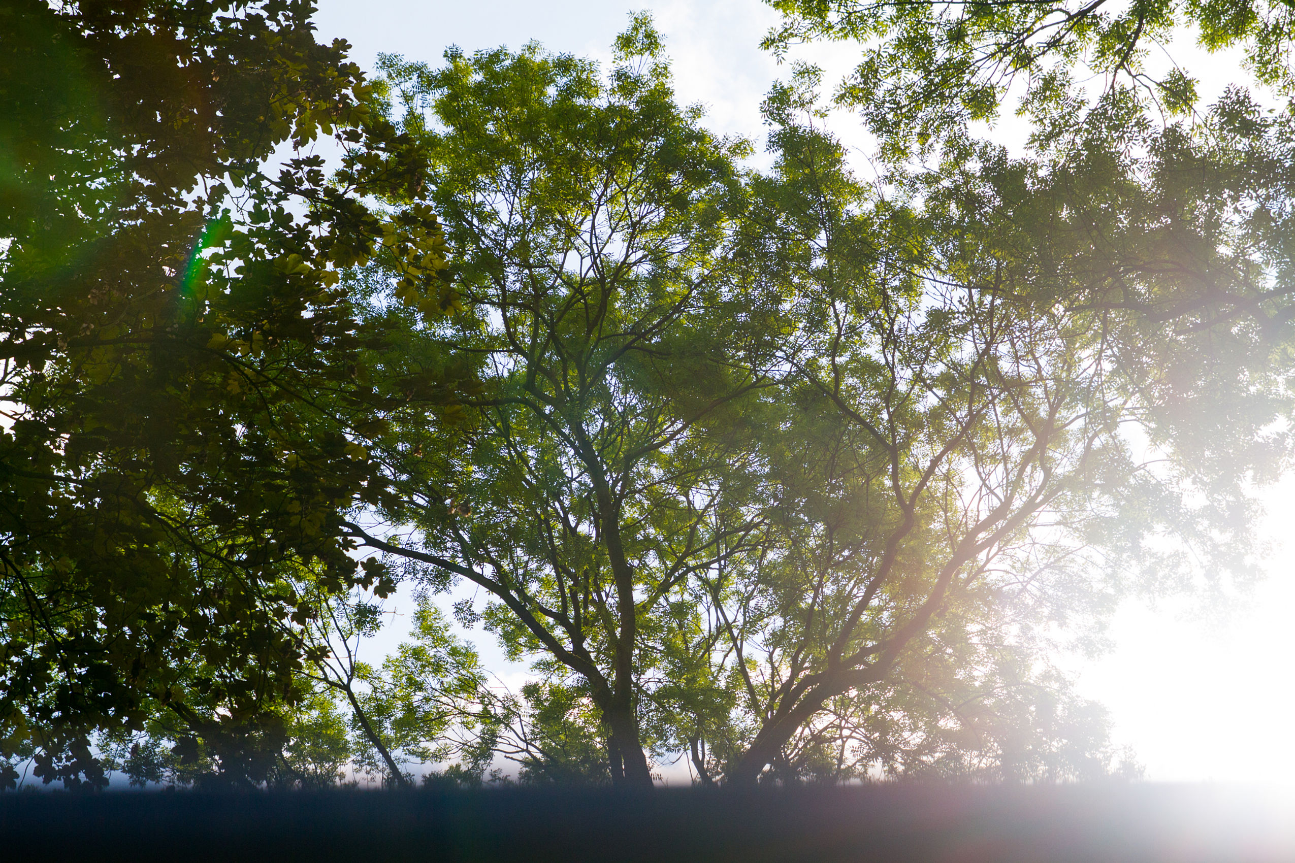 Einzelne Sonnenstrahlen stehlen sich durch hohe grüne Bäume
