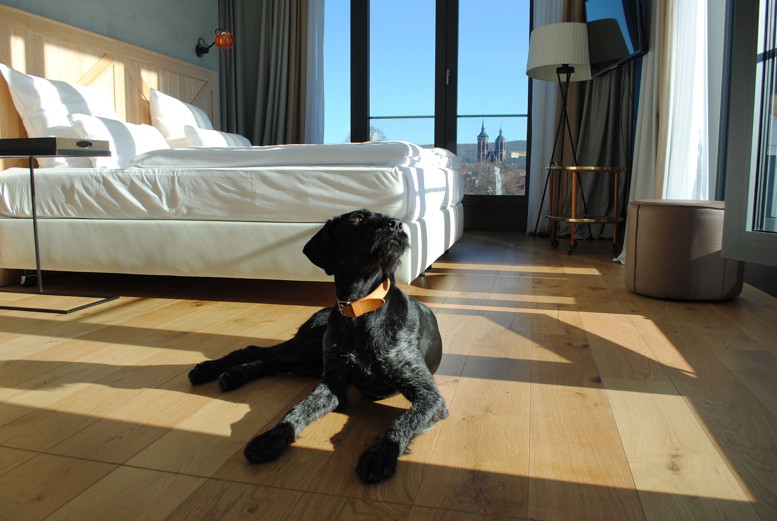 Ein Hund sonnt sich in einem lichtdurchfluteten Zimmer im hundefreundlichen Hotel FREIgeist Göttingen Innenstadt