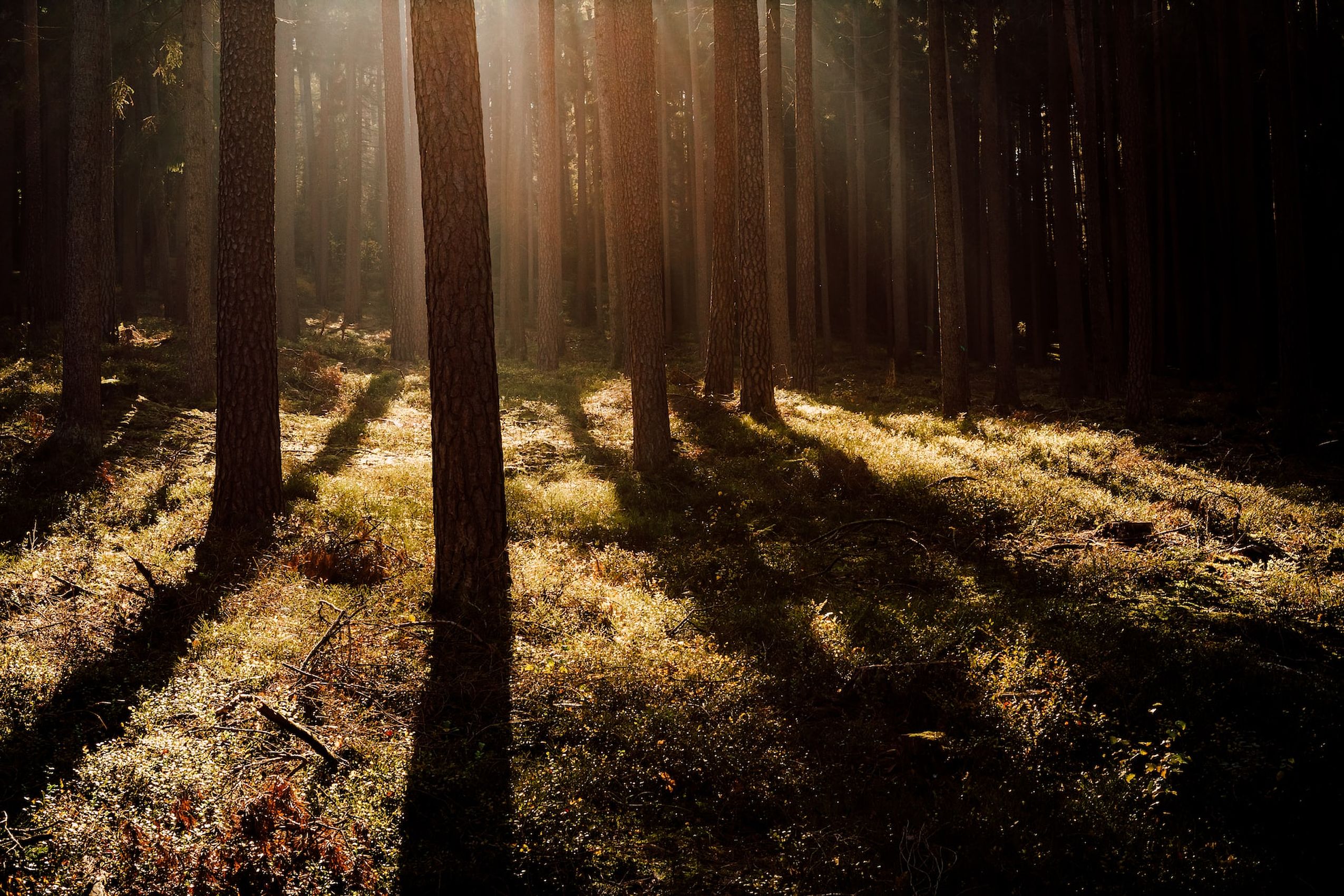 Einzelne Sonnenstrahlen beleuchten einen düsteren Waldboden
