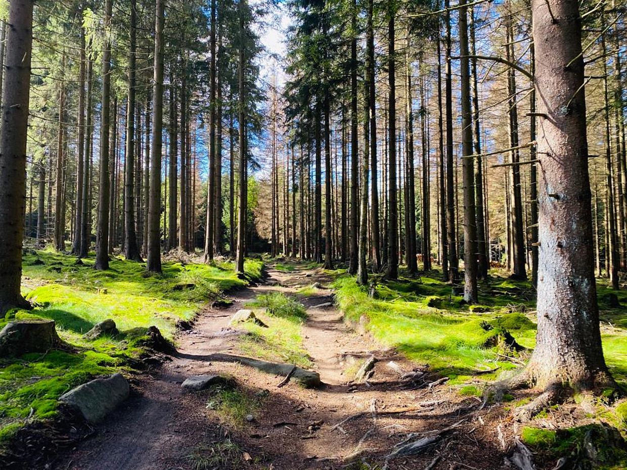 Ein perfekter Waldweg für einen Wanderurlaub im Harz führt durch einen steinigen Wald mit hohen Tannen und viel Gras