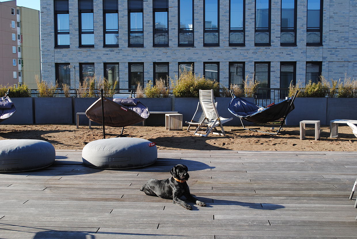Ein Hund sonnt sich auf der Terrasse des hundefreundlichen Hotels FREIgeist Göttingen Innenstadt