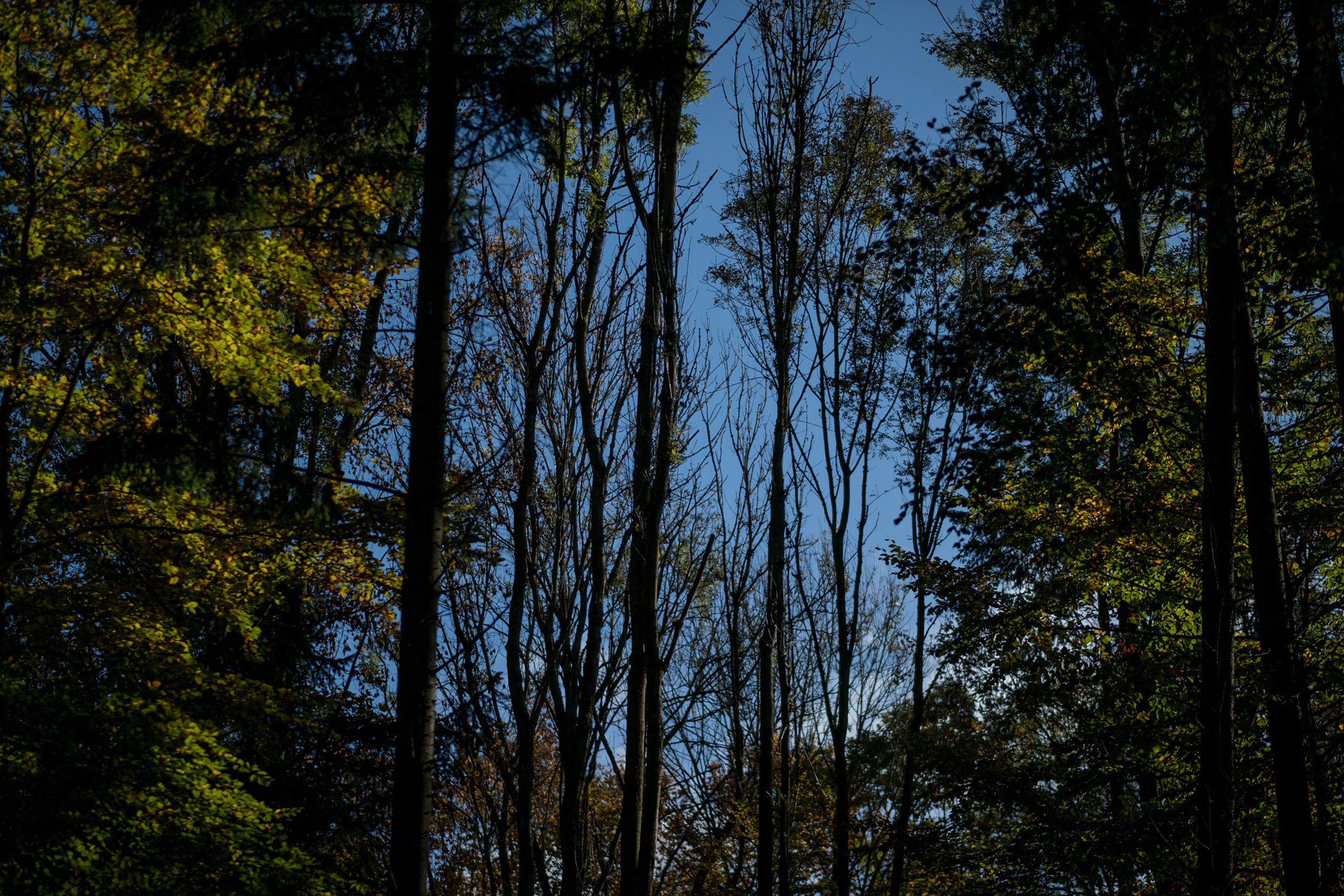 Ein Wald in Niedersachsen vor einem dunkelblauen Himmel 