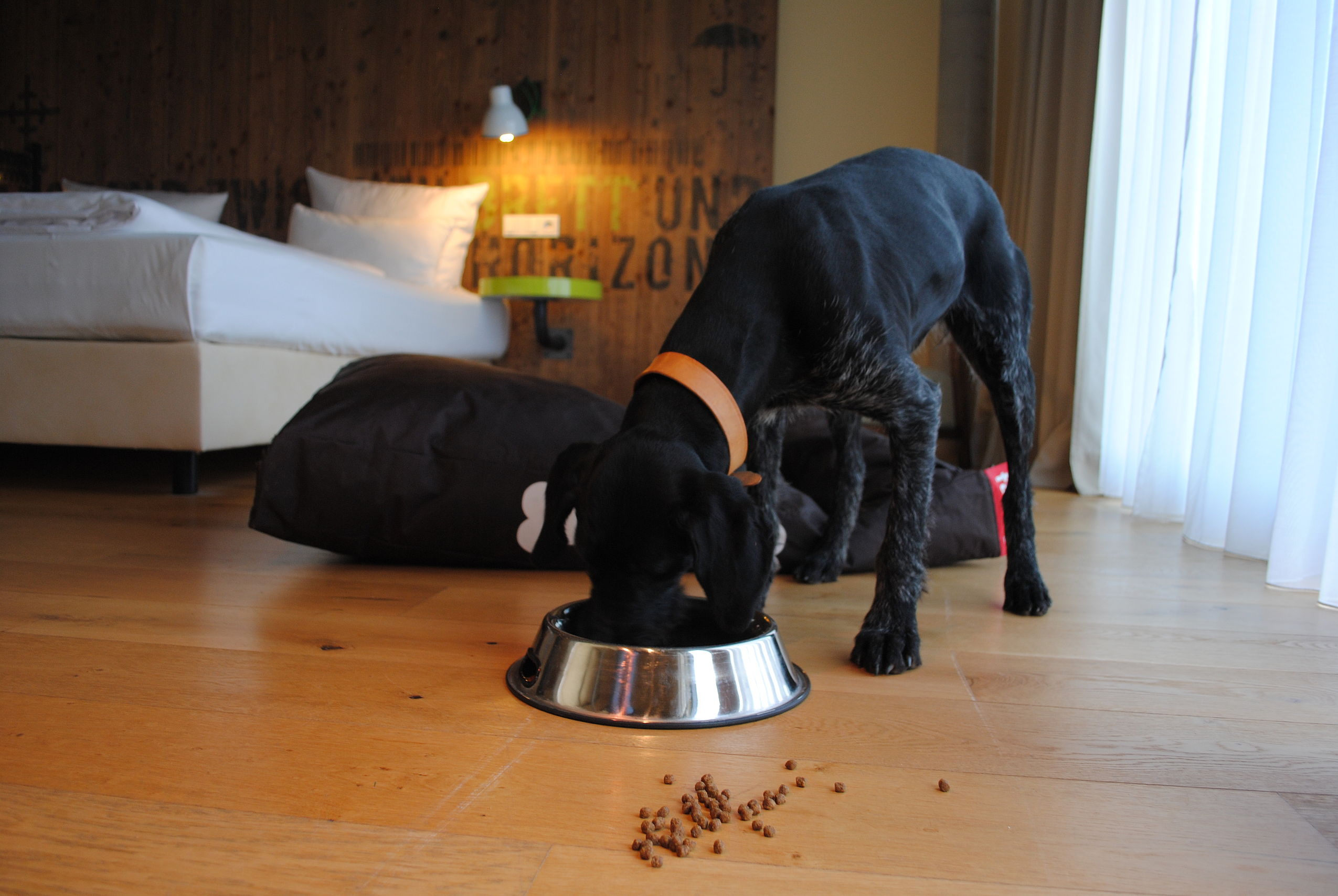 Ein schwarzer, junger Hund frisst aus einem Napf im Hotelzimmer des FREIgeist